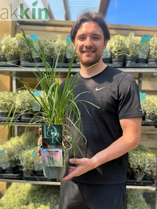 Cortaderia selloana Pink Pampas Grass 9cm/1L/2L/4L One Click Plants