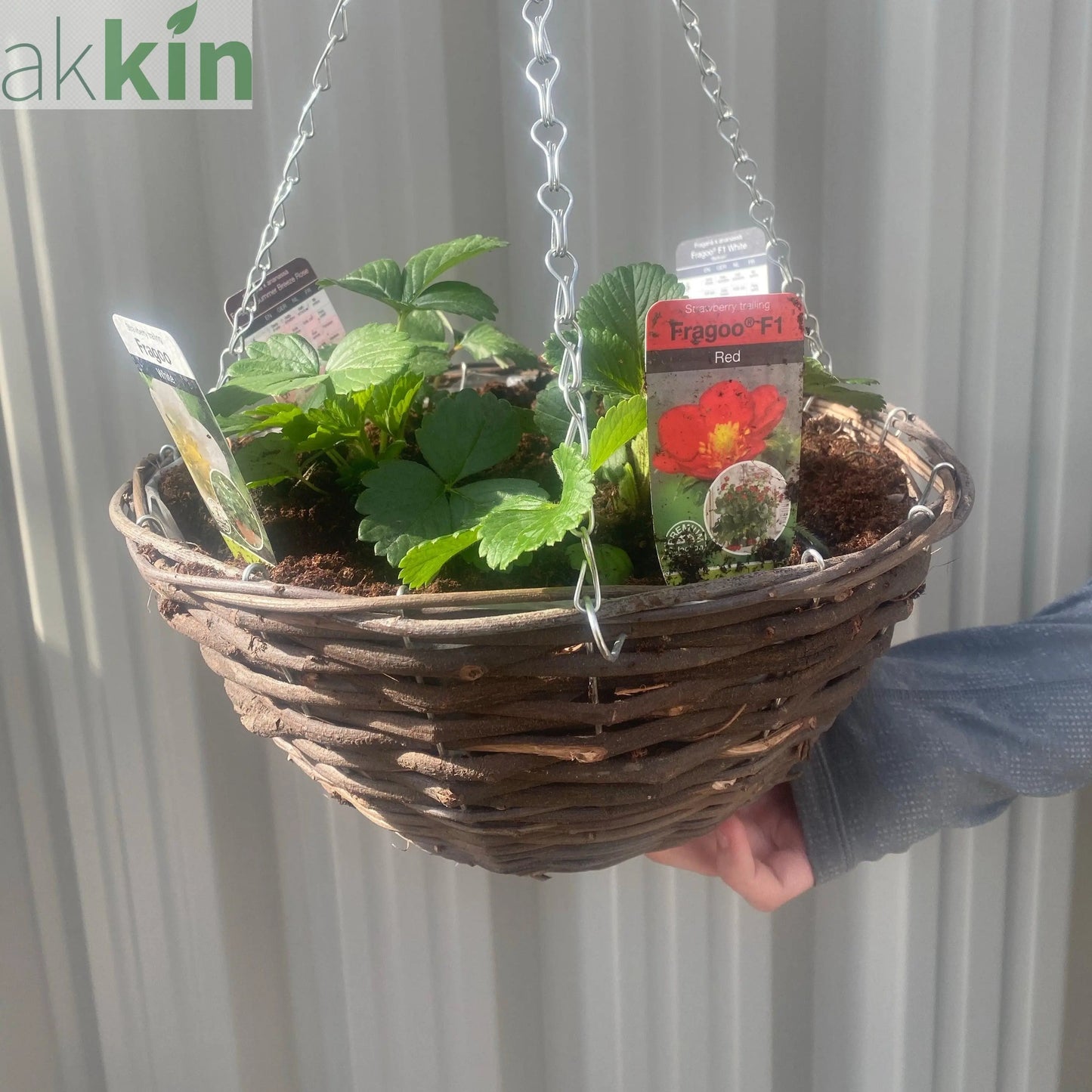 Plant Your Own - Strawberry Basket/Container One Click Plants