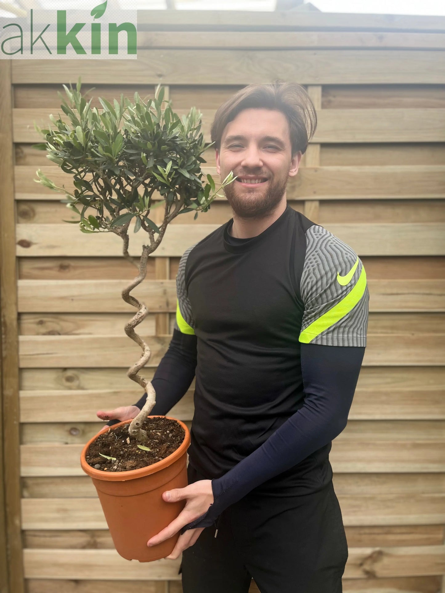 Corkscrew Stem Olive Tree | Hardy Evergreen Potted Tree | 80-90cm One Click Plants