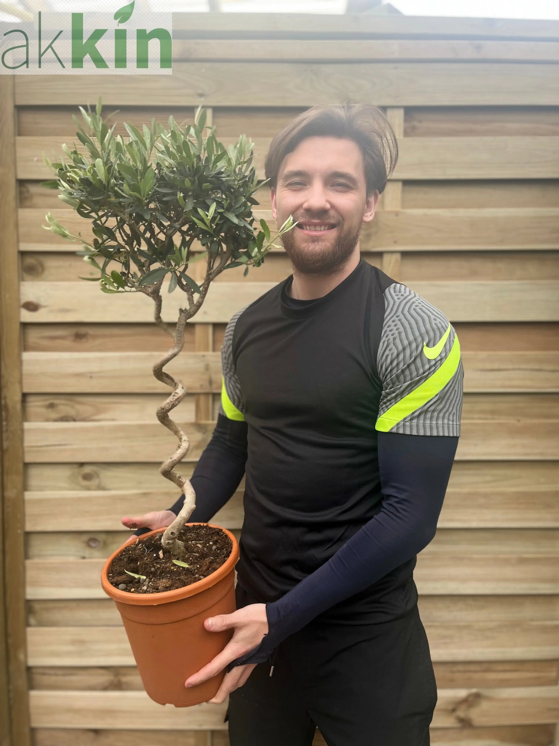 Corkscrew Stem Olive Tree | Hardy Evergreen Potted Tree | 80-90cm One Click Plants