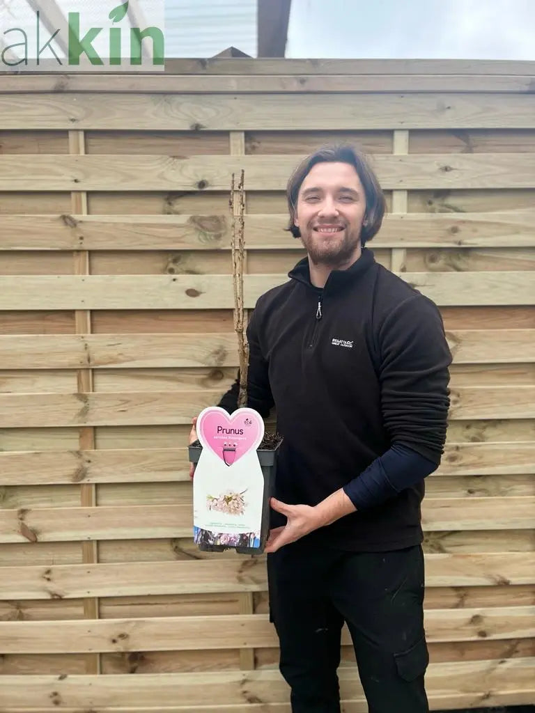 Ornamental Flowering Cherry Blossom Tree Dwarf - Prunus serrulata 'Amanogawa'' 70-80cm One Click Plants