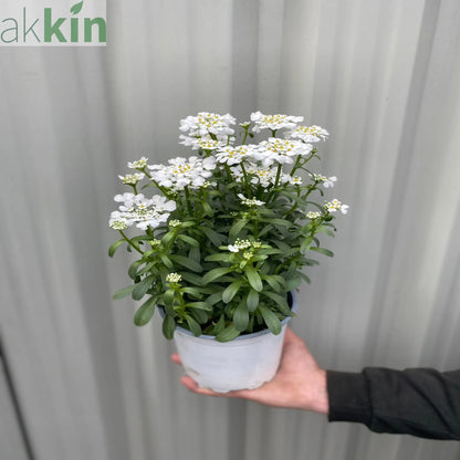 Iberis sempervirens 'Candytuft' (Evergreen Candytuft) 1.5L One Click Plants