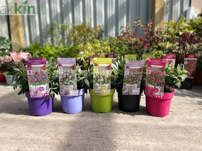 Buddleja Butterfly Candy 'Little Pink' 9cm/1L/2L/3L One Click Plants