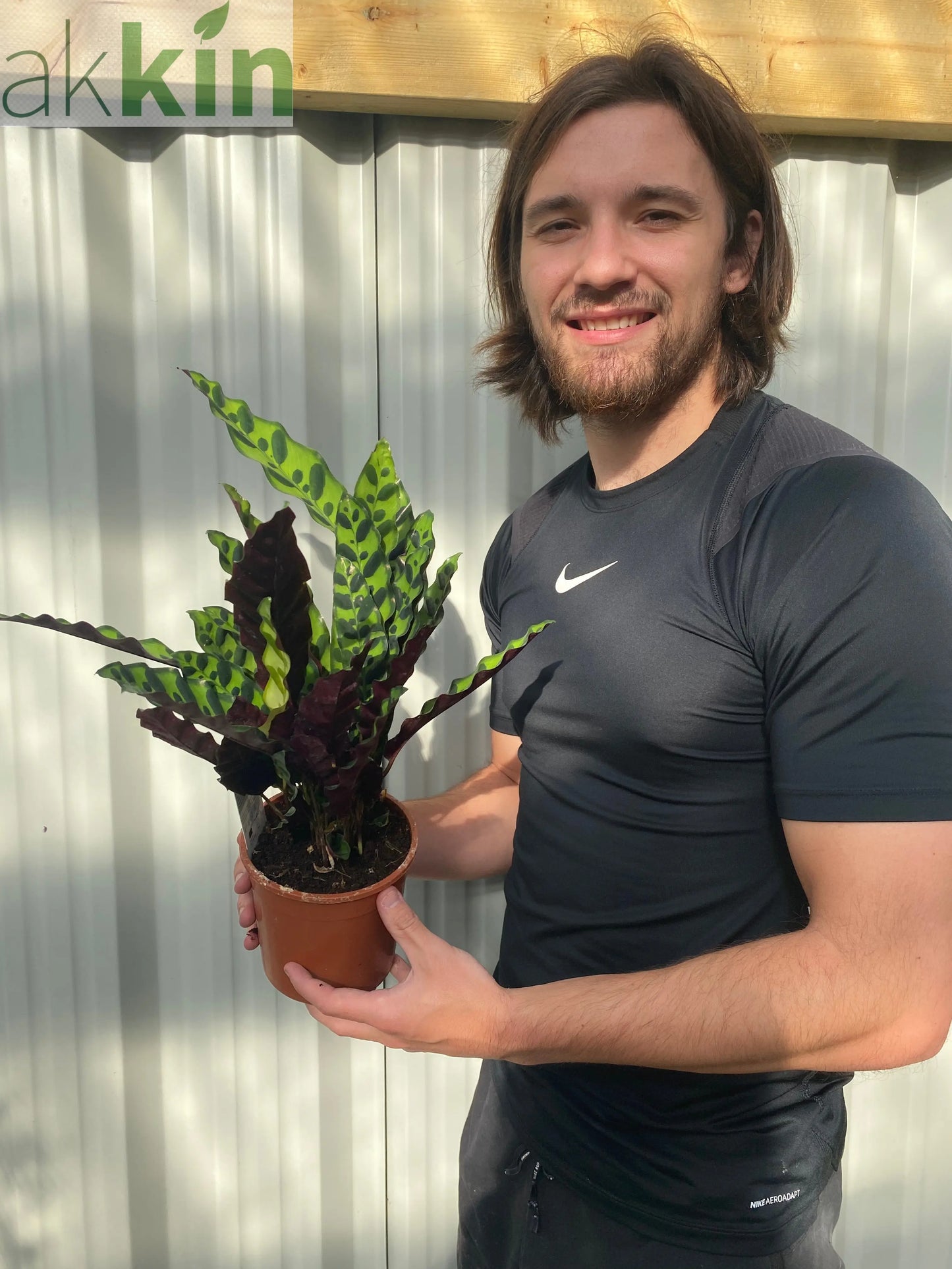 Calathea lancifolia 50cm One Click Plants