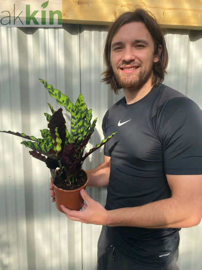 Calathea lancifolia 50cm One Click Plants