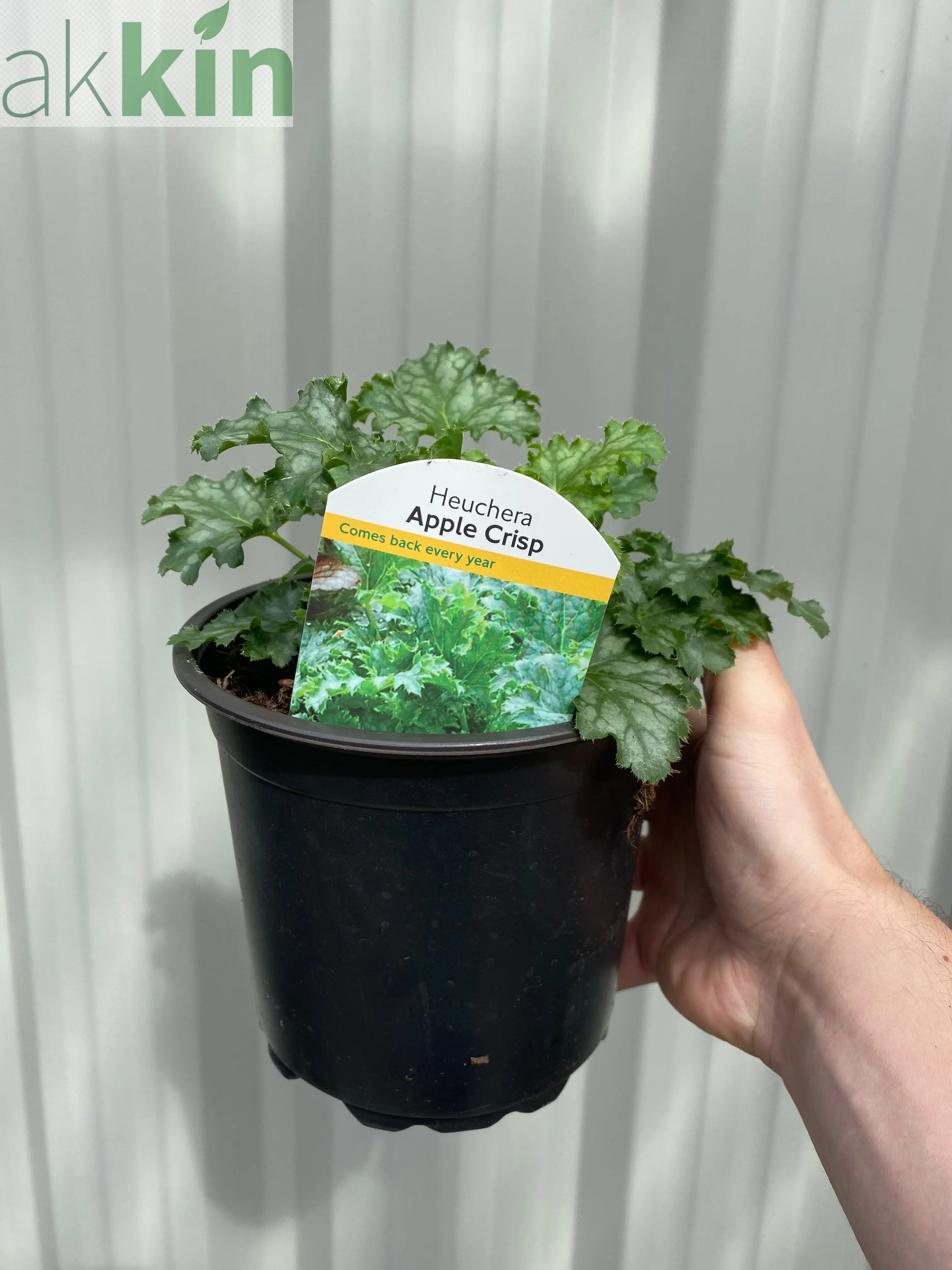 Heuchera 'Apple Crisp' 2L One Click Plants