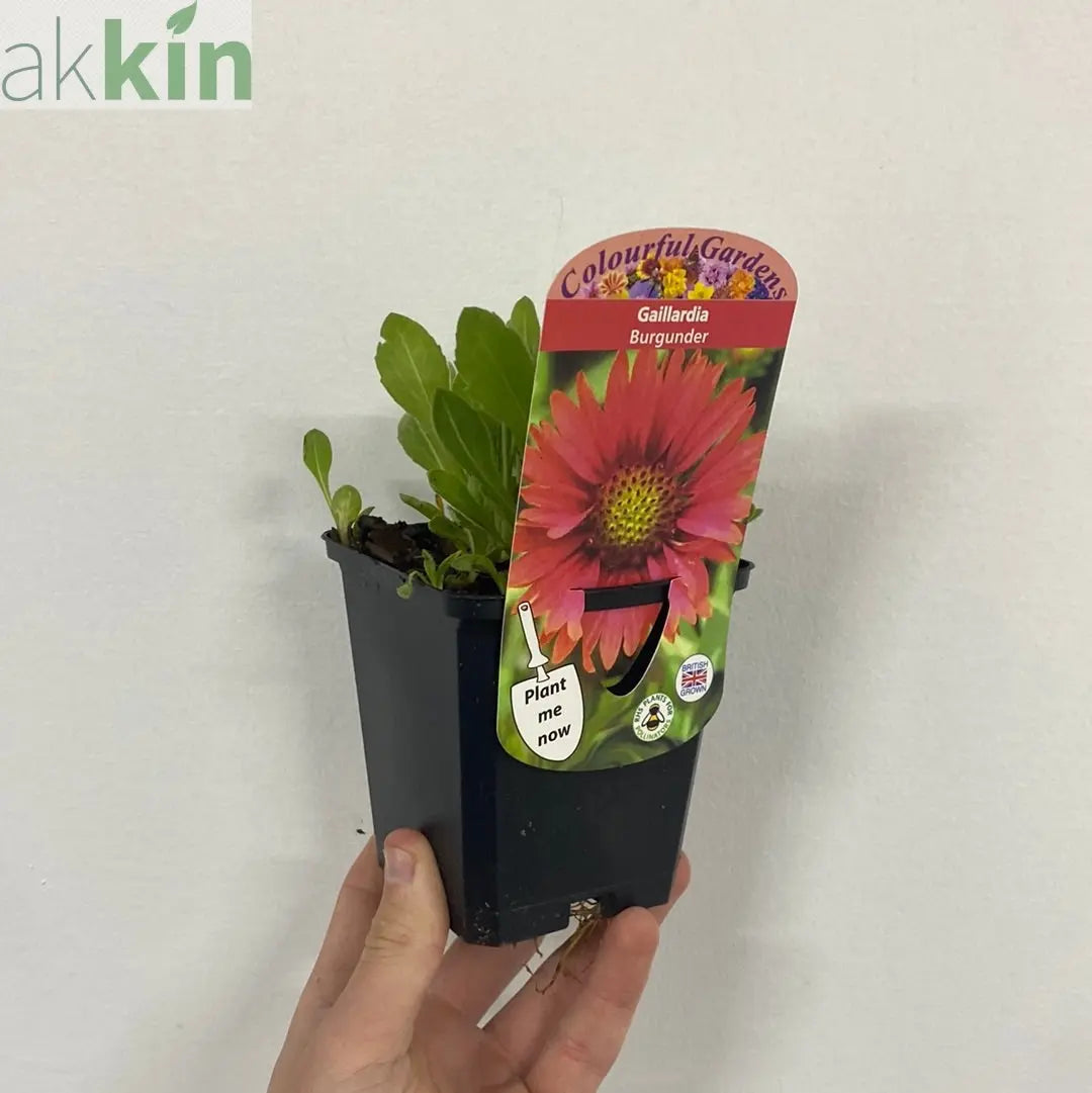 Gaillardia x grandiflora burgunder (9cm Pot) One Click Plants