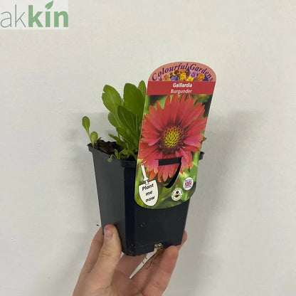 Gaillardia x grandiflora burgunder (9cm Pot) One Click Plants