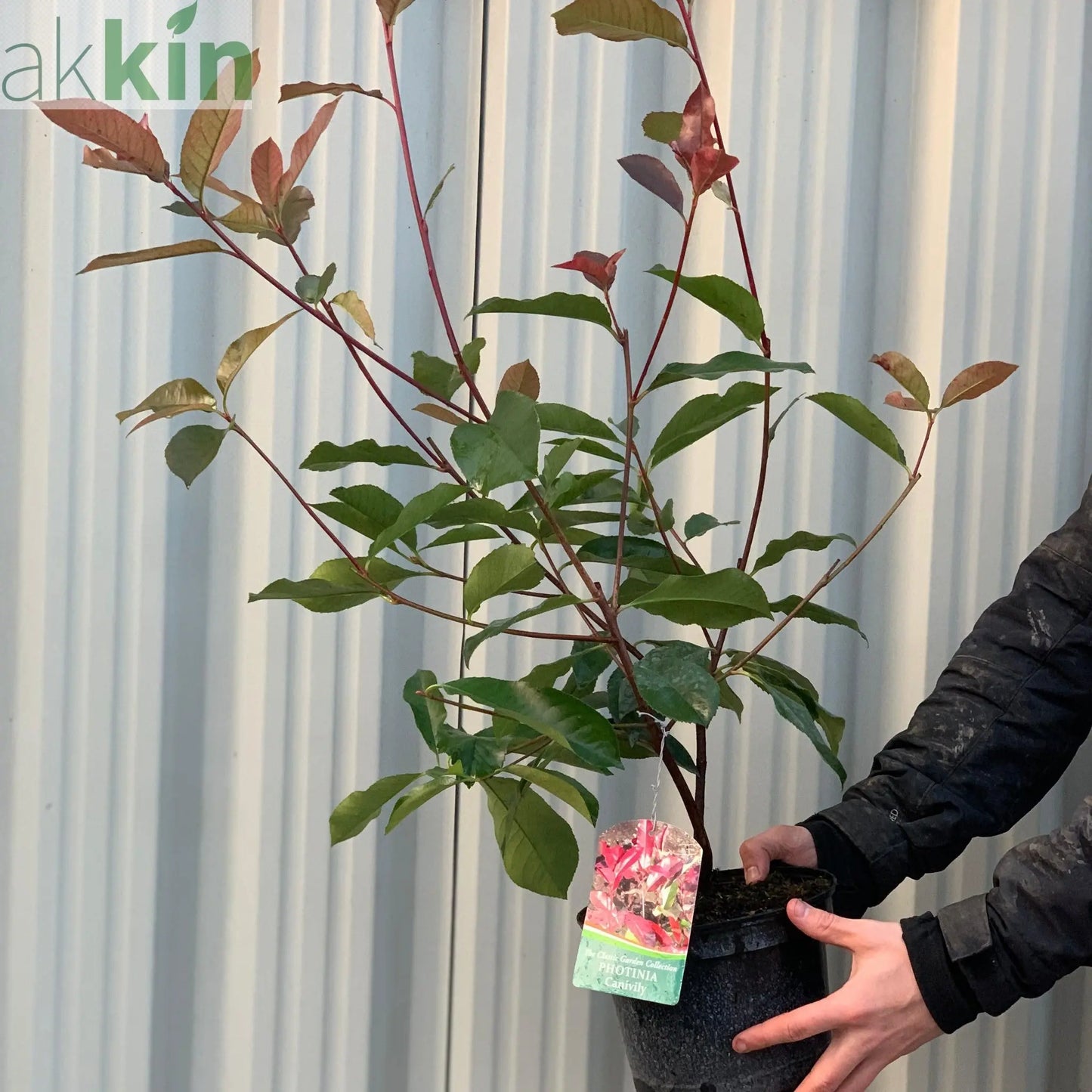 Photinia Canivily 80-90cm One Click Plants