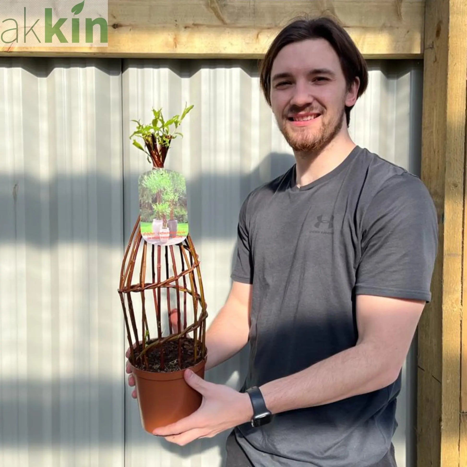 Salix - Living Braided Willow Tree Sculpture (55-60cm One Click Plants