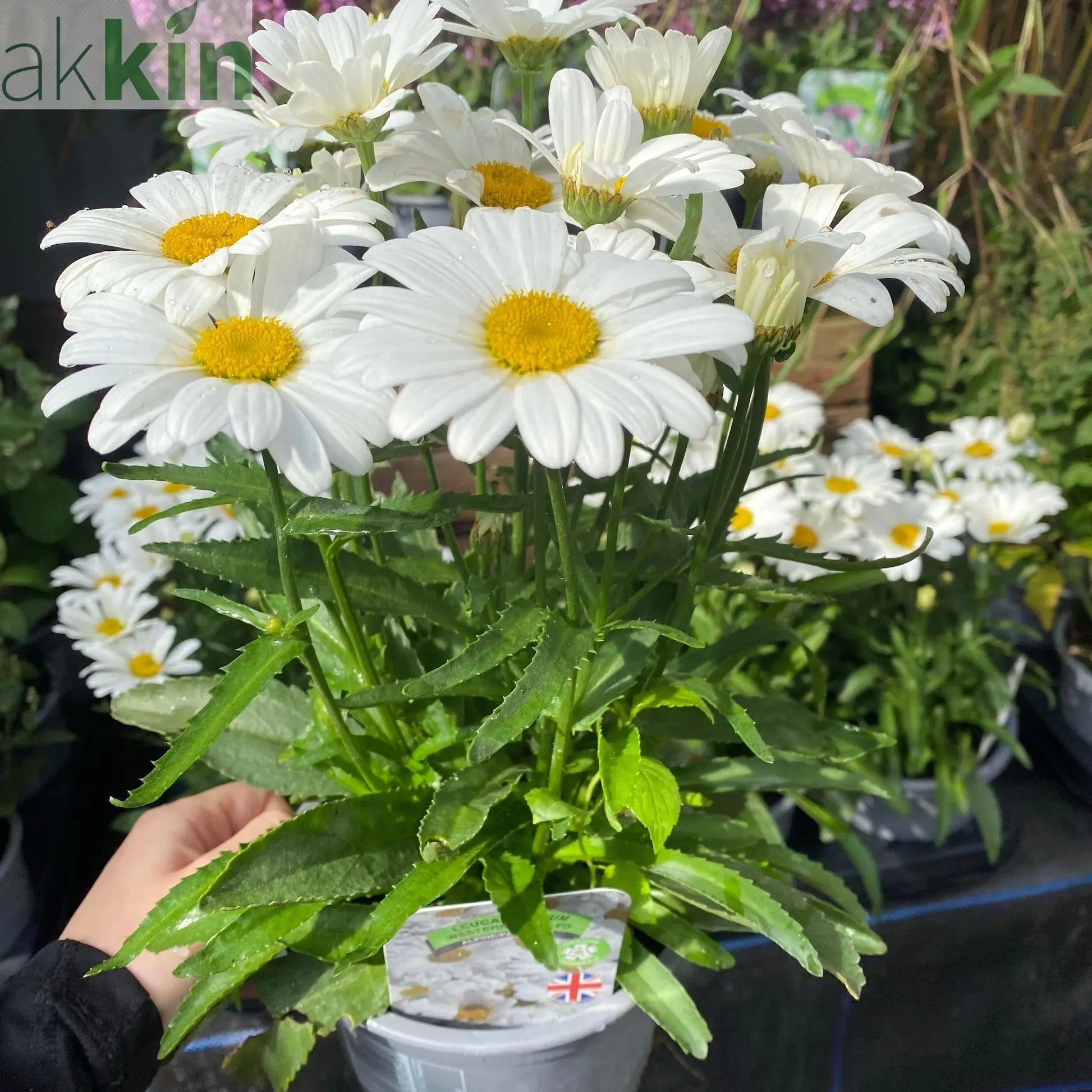 Leucanthemum 'Western Star Taurus' 1.5L One Click Plants