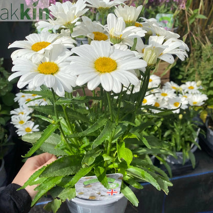 Leucanthemum 'Western Star Taurus' 1.5L One Click Plants