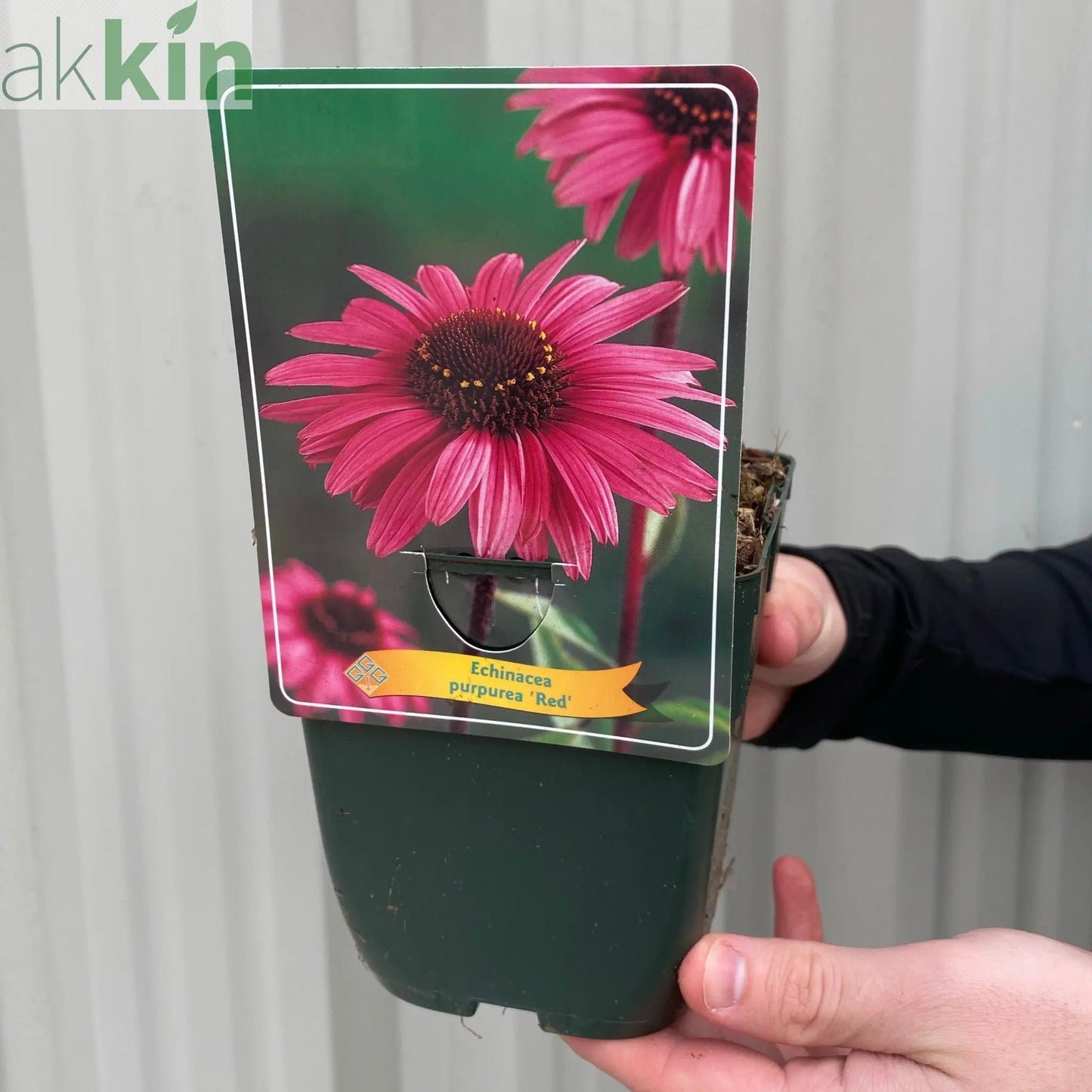 Echinacea purpurea - Red 1.5L One Click Plants