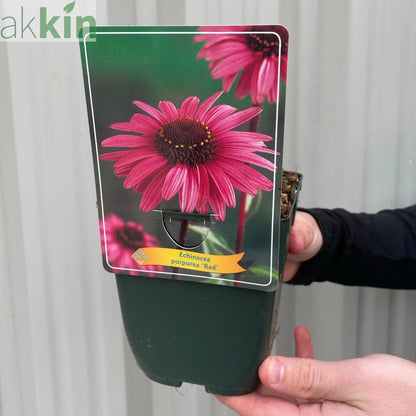 Echinacea purpurea - Red 1.5L One Click Plants