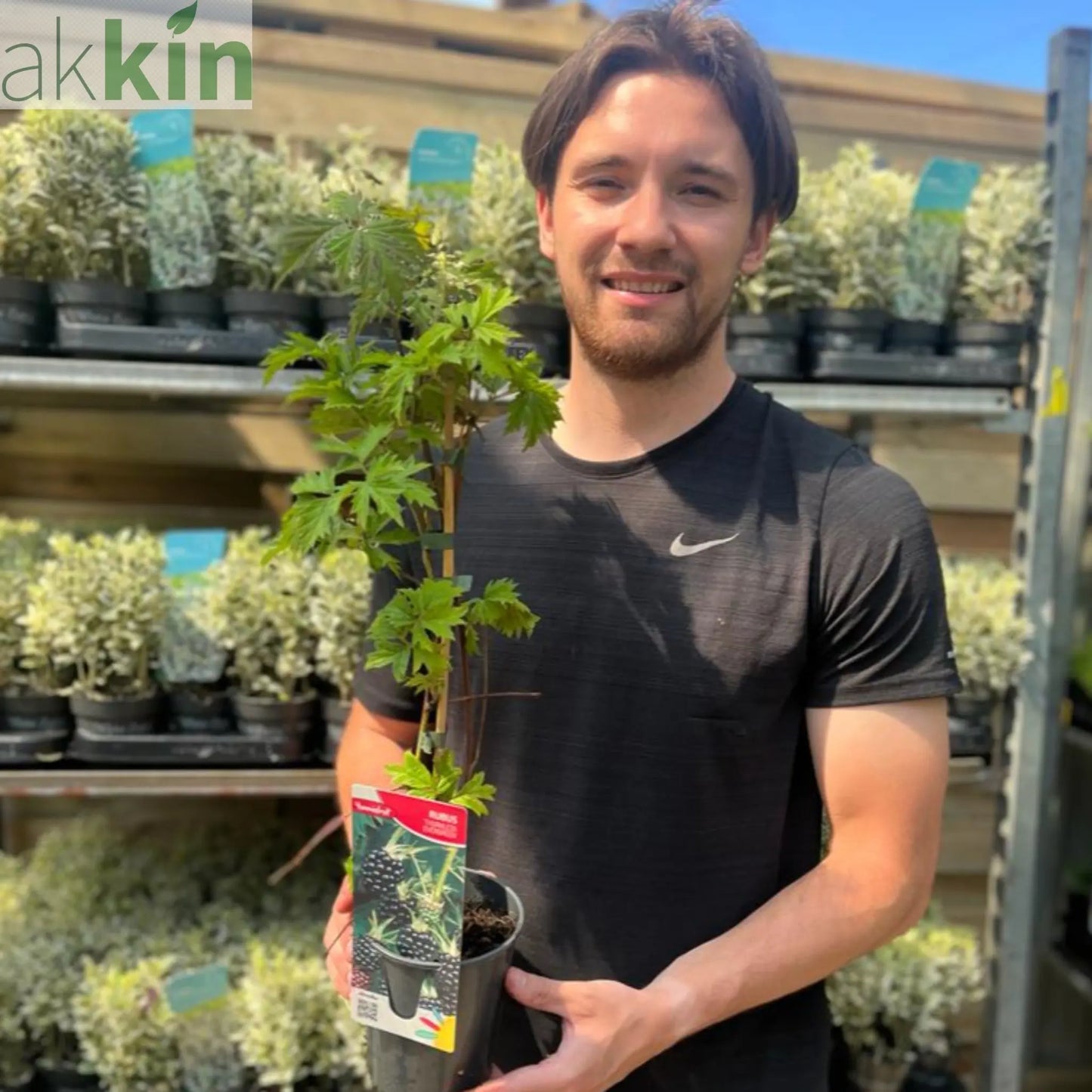 Blackberry 'Thornless Evergreen' 2L One Click Plants