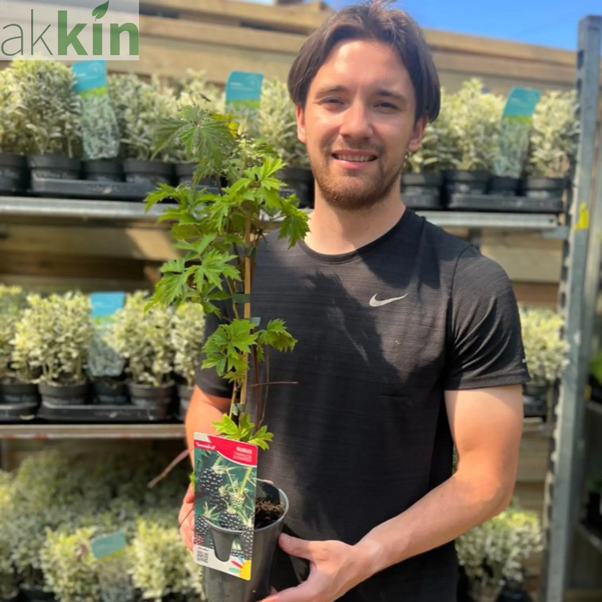 Blackberry 'Thornless Evergreen' 2L One Click Plants