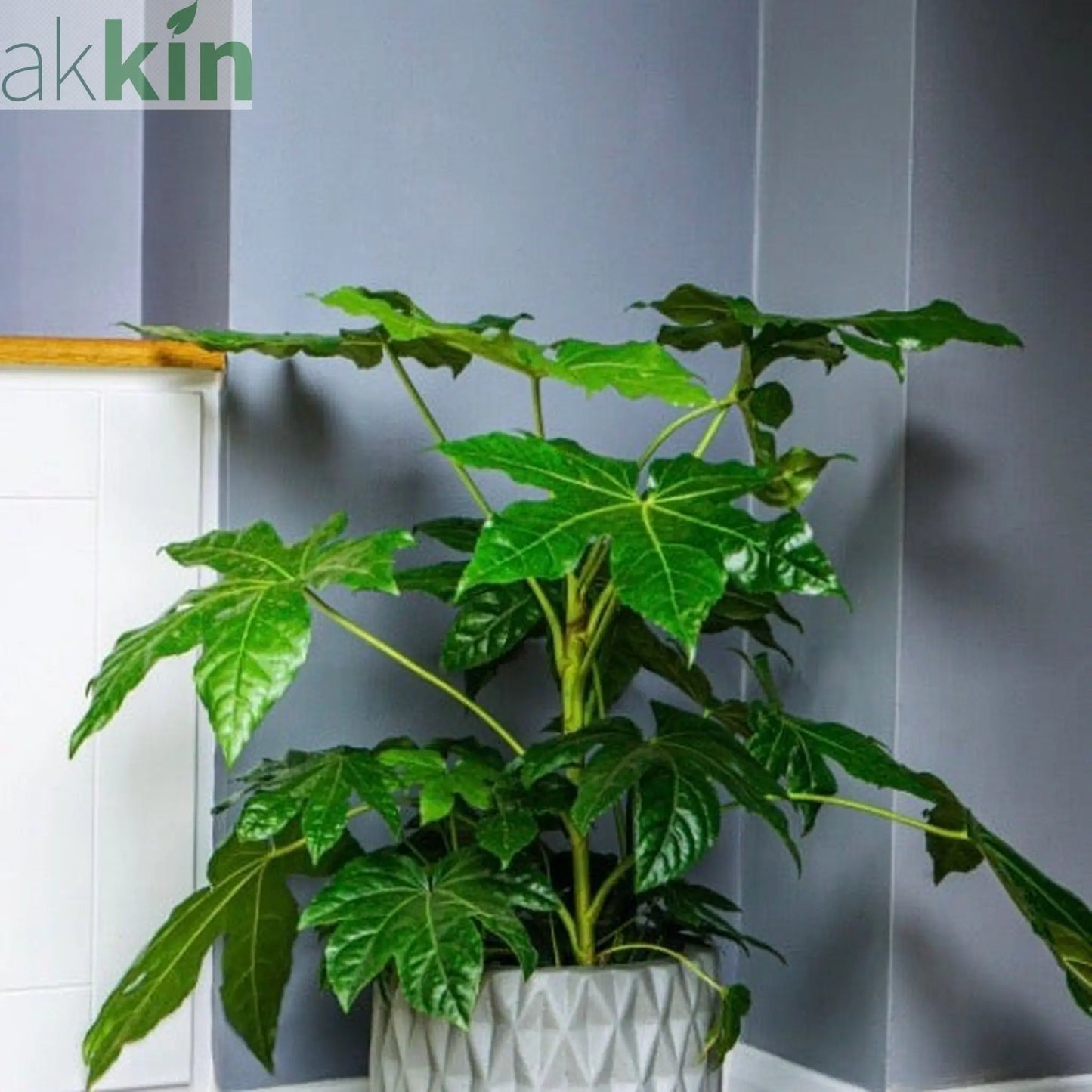 Diamond Cement 20cm - Light Grey One Click Plants