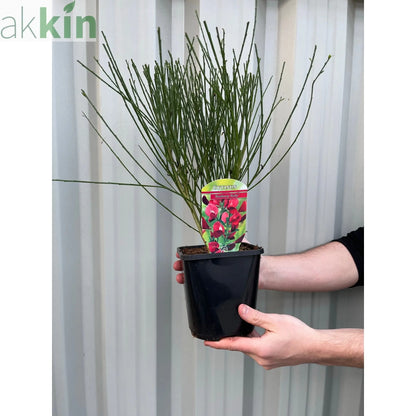 Cytisus x boskoopii 'Boskoop Ruby' 1.5L One Click Plants