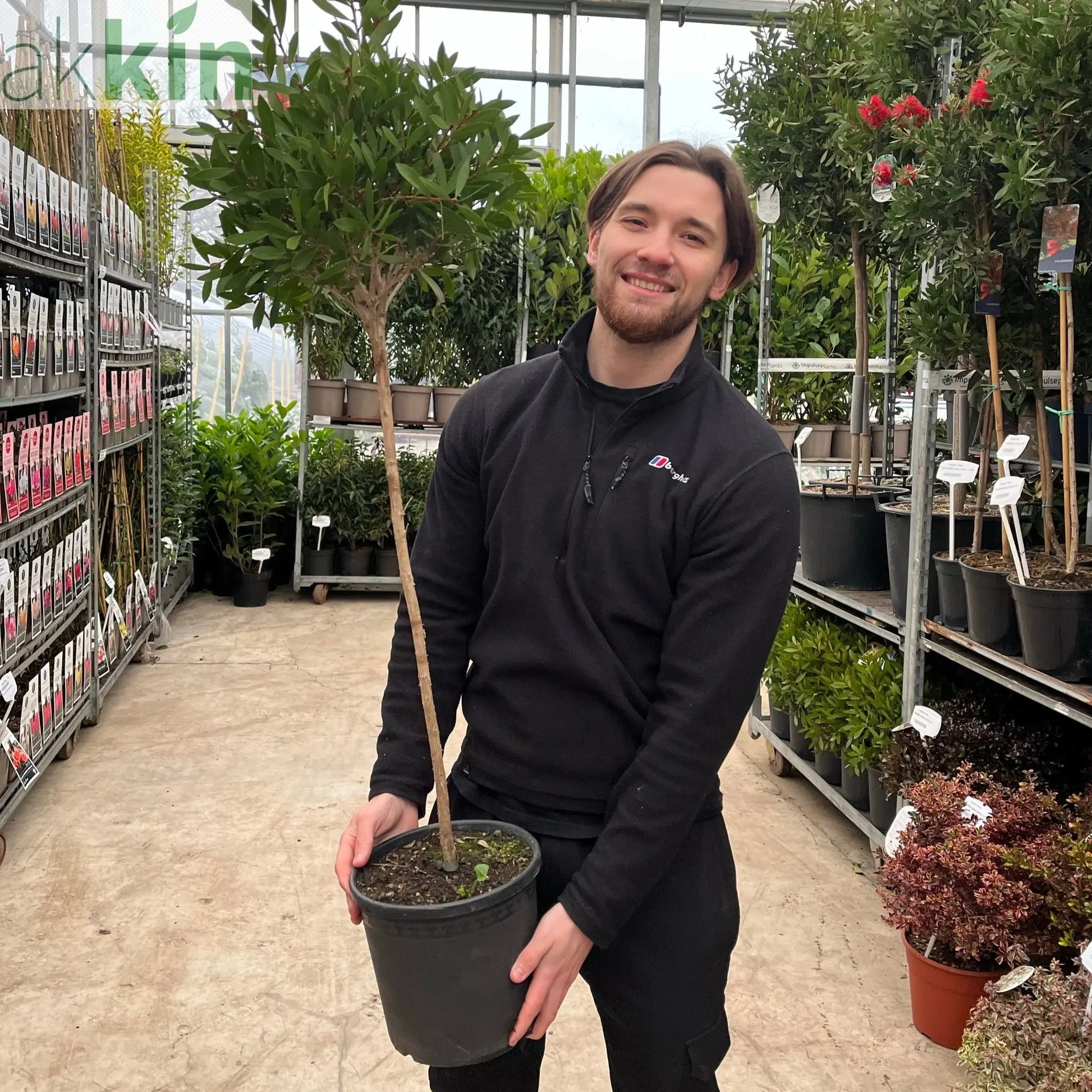 Standard Callistemon 'Kingpark' (Bottle Brush) 4L (90-100cm) One Click Plants