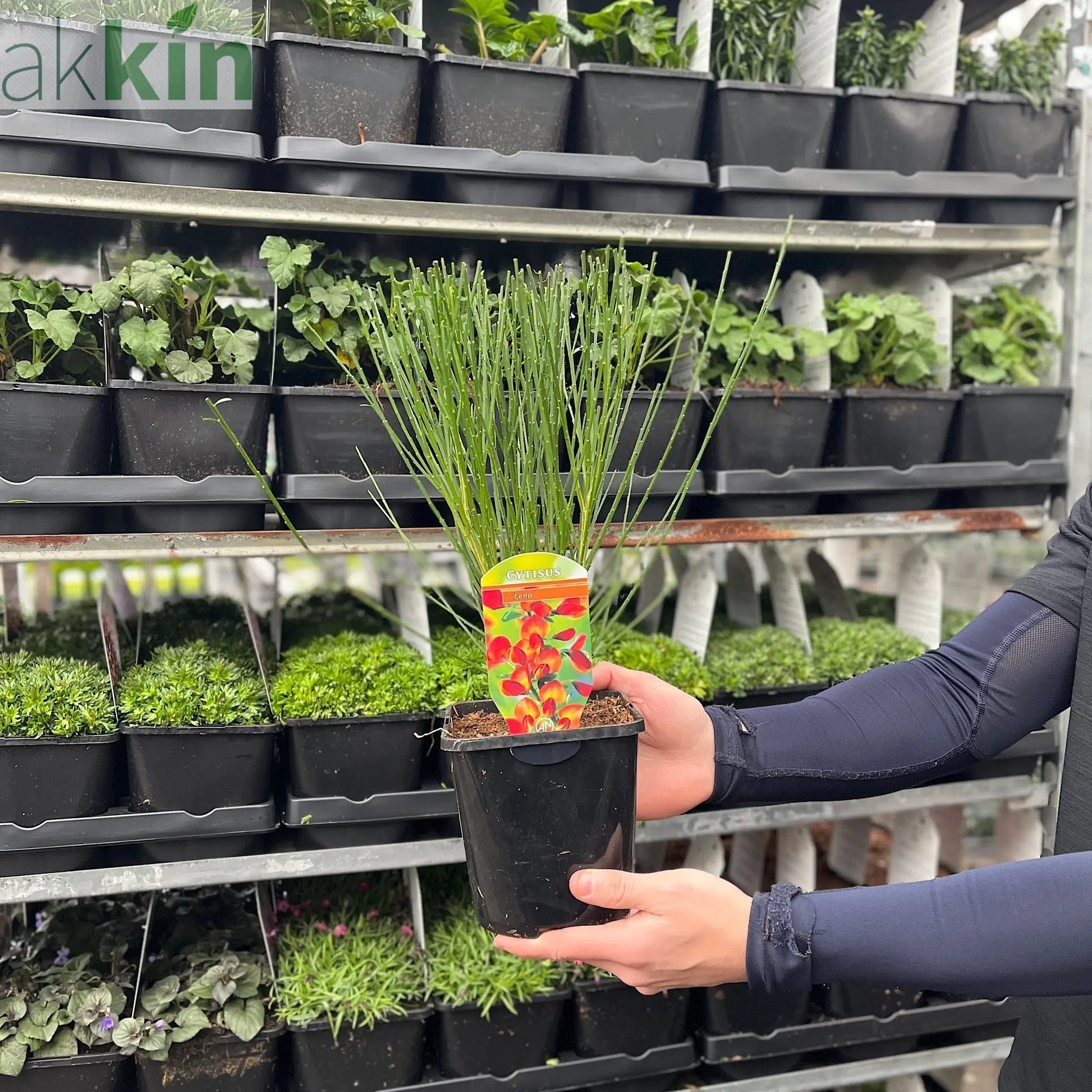 Cytisus (Broom) - 'Lena' Orange 1/2L One Click Plants