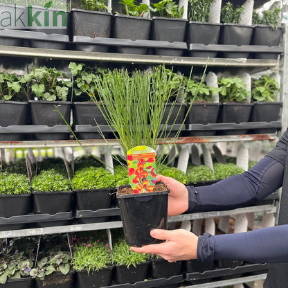 Cytisus (Broom) - 'Lena' Orange 1/2L One Click Plants