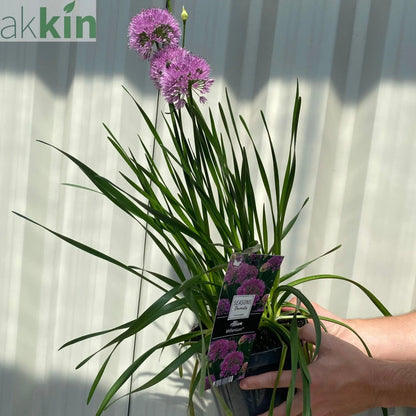 Allium 'Millenium' 2L One Click Plants