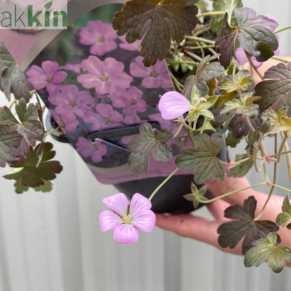 Geranium 'Dusky Crug' 2L One Click Plants