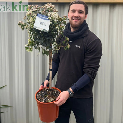Viburnum tinus Patio Tree One Click Plants