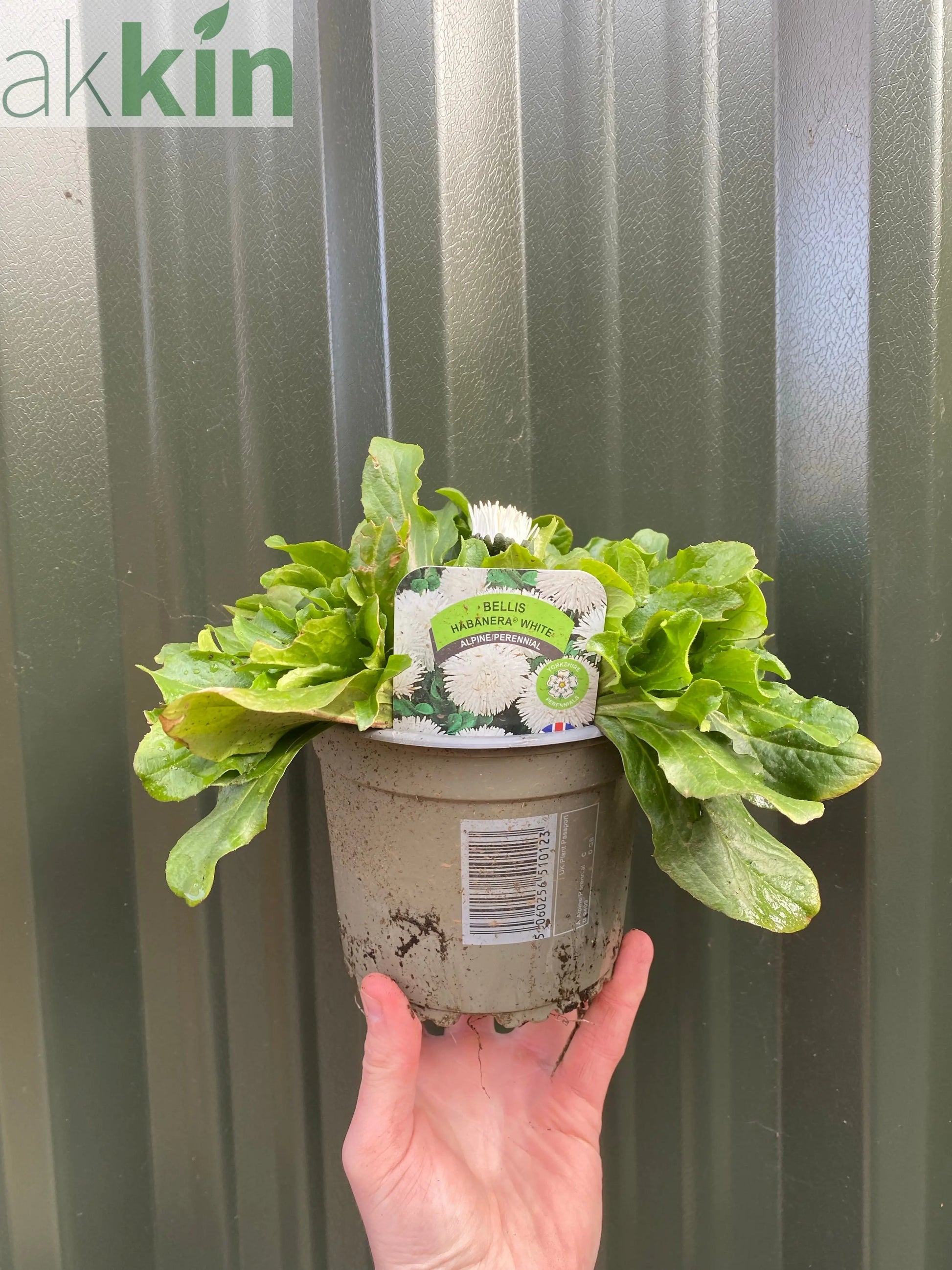 Bellis Daisy Perennial - White 1.5L One Click Plants