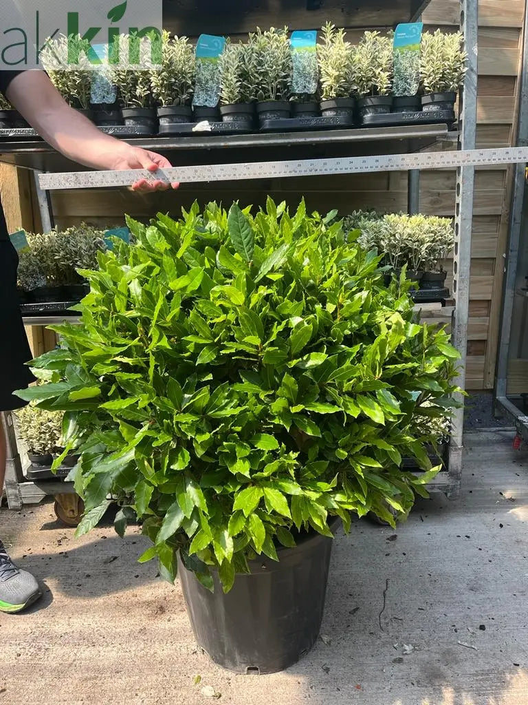 Established Laurus Nobilis Ball (Bay Leaf Ball) 10L / 15L / 24L / 30L One Click Plants