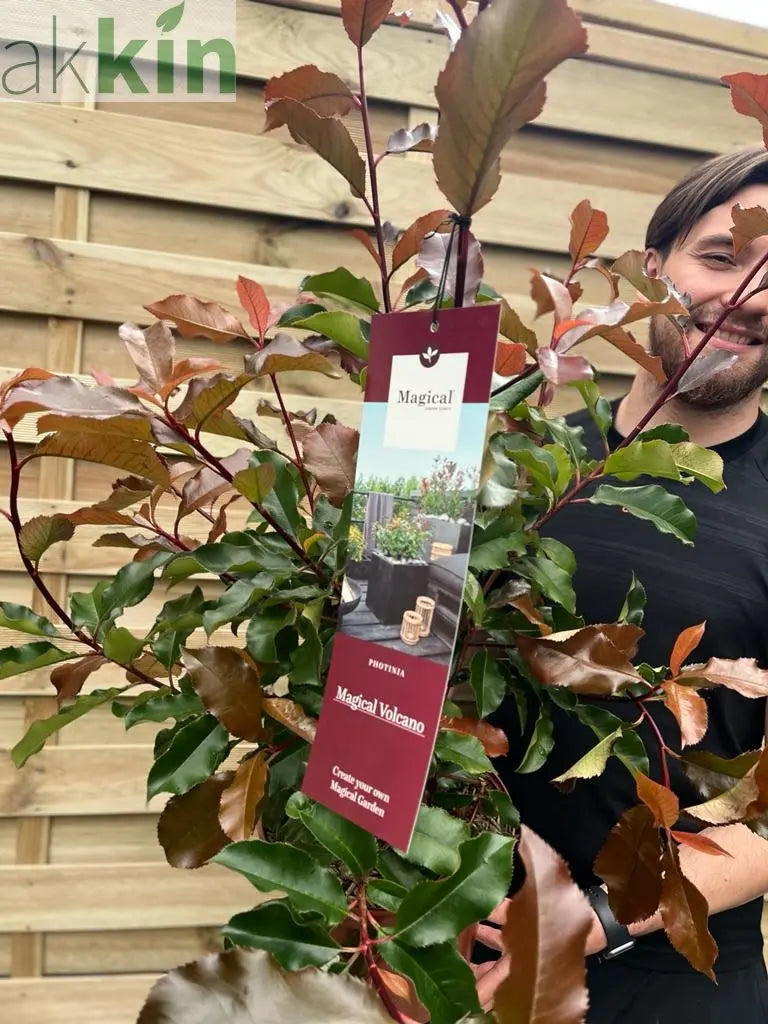 Photinia 'Magical Volcano' 5L (Multibuy Offers Available) One Click Plants