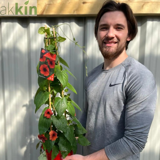 Thunbergia alata Black Eyed Susie (Red) One Click Plants