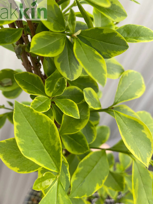 Ligustrum aureum ovalifolium - variegated golden privet Hedging (10 Plants) One Click Plants