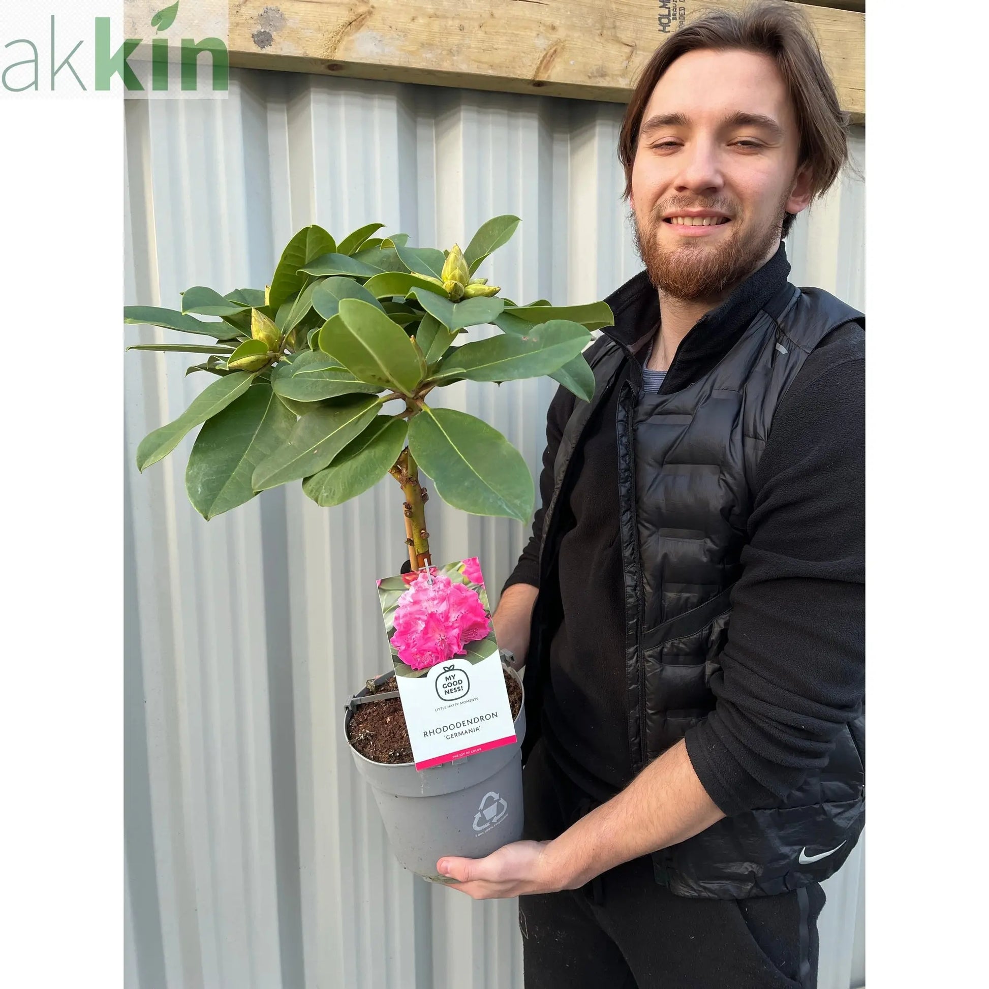 Standard Rhododendron 'Germania' (Pink) 80cm One Click Plants