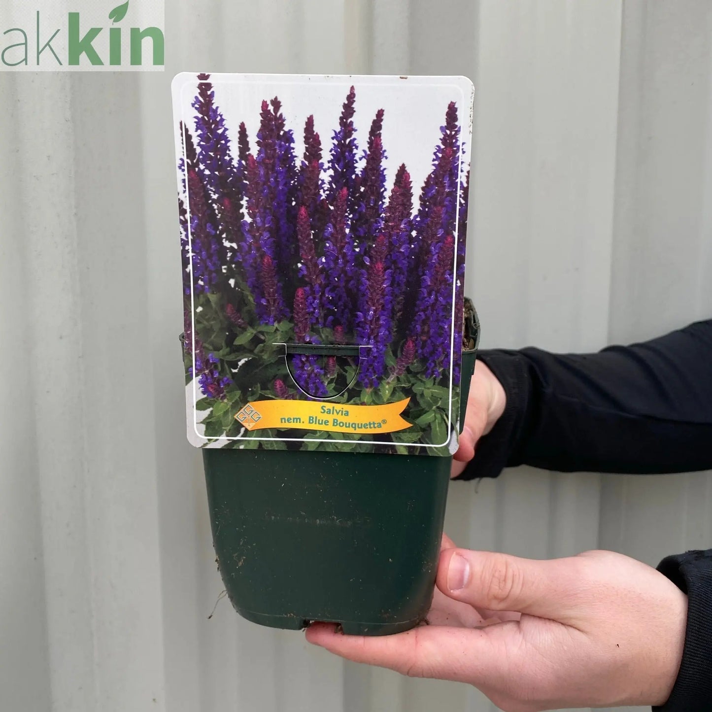 Salvia - Blue Bouquetta 1.5L One Click Plants