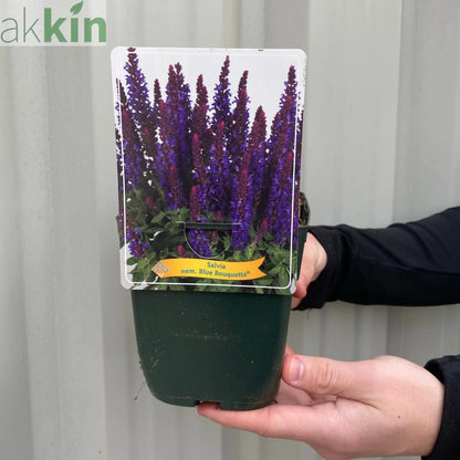 Salvia - Blue Bouquetta 1.5L One Click Plants