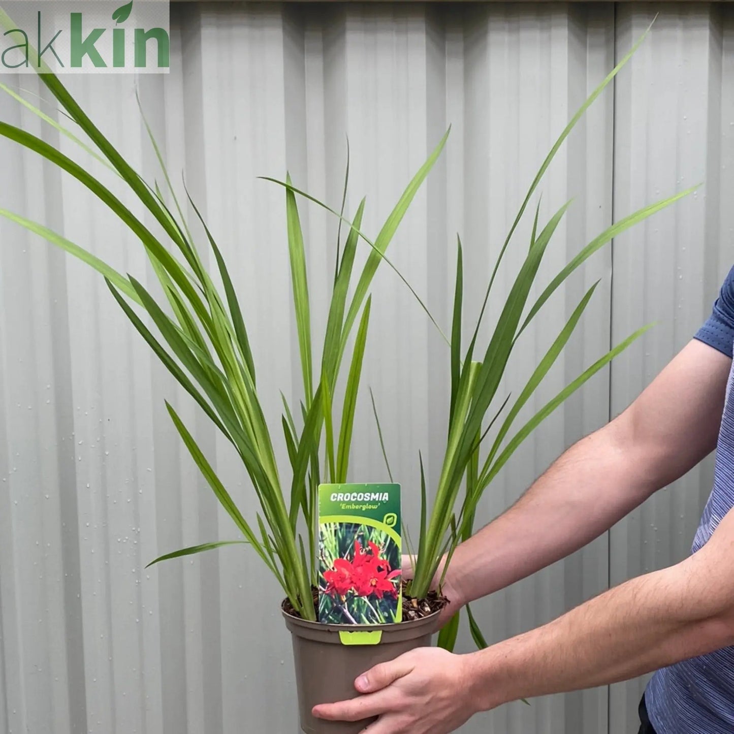 Crocosmia x crocosmiiflora 'Emberglow' 9cm/2L One Click Plants