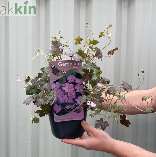 Geranium 'Dusky Crug' 2L One Click Plants