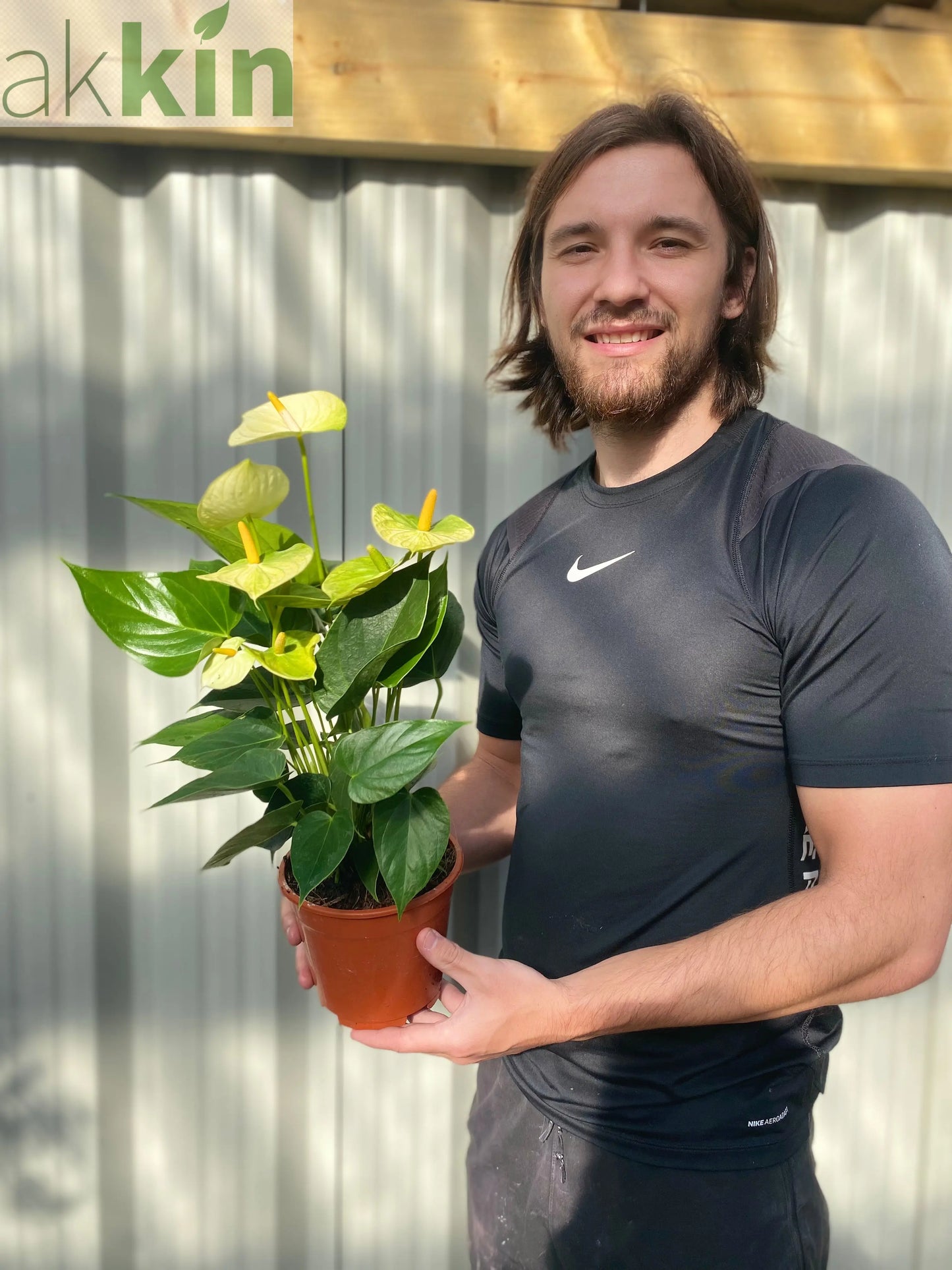 Anthurium - White 40-50cm One Click Plants