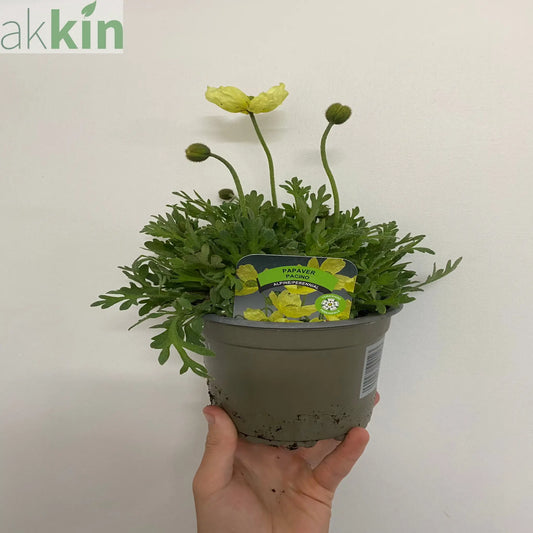 Poppy - Pacino 1.5L One Click Plants