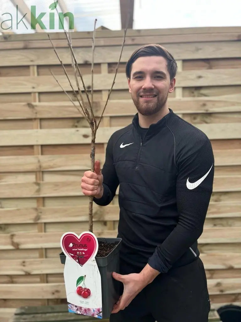 Dwarf Patio Cherry Tree 'Hedelfinger' 1M One Click Plants