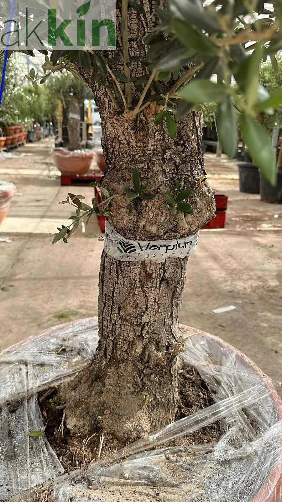 Olive Tree 75L Terracotta Bowl 1.3-1.4m Multibuy Offers Available) One Click Plants