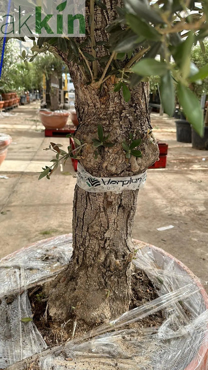 Olive Tree 75L Terracotta Bowl 1.3-1.4m Multibuy Offers Available) One Click Plants