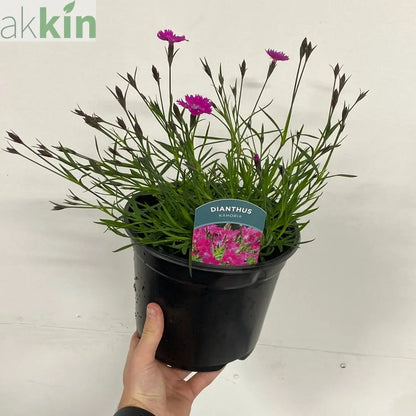 Dianthus - Kahori 3L One Click Plants
