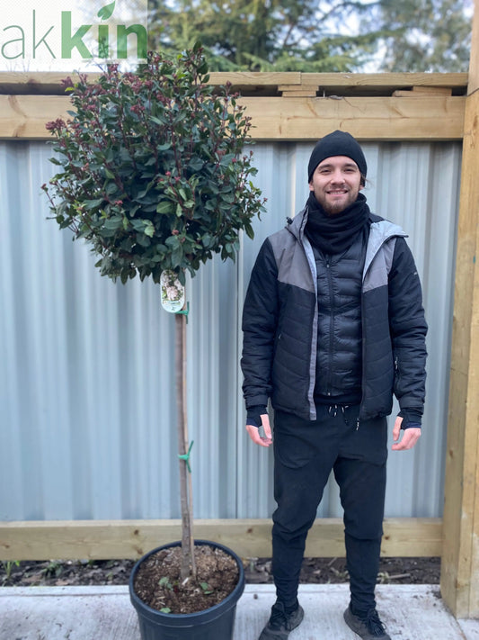 Half Standard Viburnum tinus 'Eve Price' One Click Plants