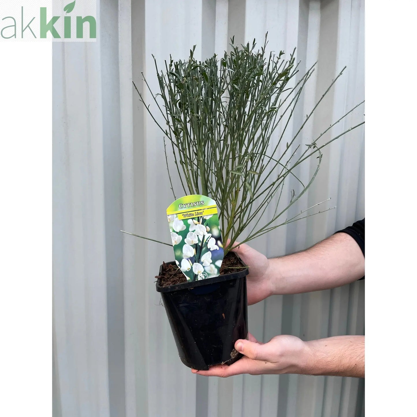 Cytisus (Broom) - 'White Lion'  1L / 2L One Click Plants