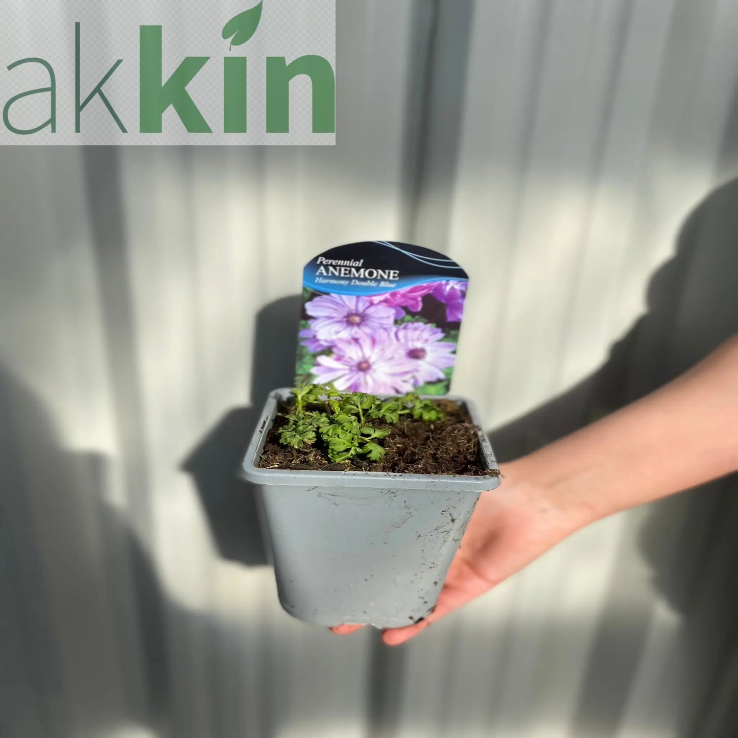 Anemone coronaria Harmony Double Blue 1L One Click Plants