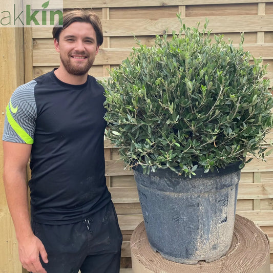 Established Olive Ball 55L (Olea Europeana) One Click Plants