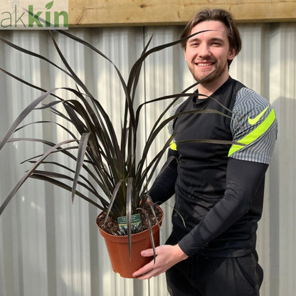Phormium 'Platts Black' 3L/5L/10L One Click Plants