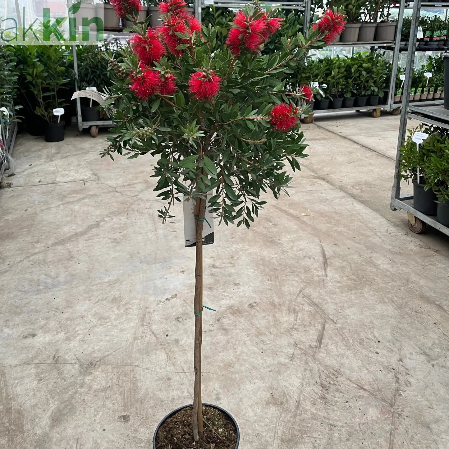 Standard Callistemon 'Kingpark' (Bottle Brush) 4L (90-100cm) One Click Plants